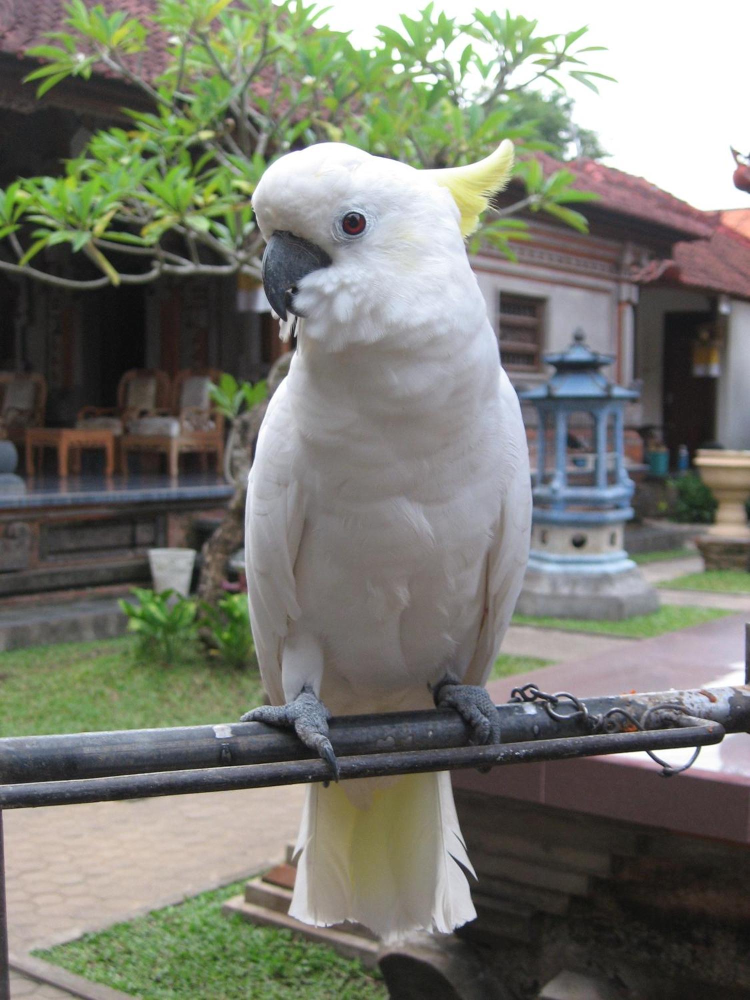 Nick'S Homestay Ubud  Exterior photo